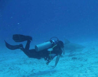 Temporada de tiburones